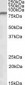 NDUFS1 Antibody (Internal)