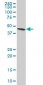 ADRM1 Antibody (clone 3D11)