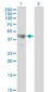 ADRM1 Antibody (clone 3D11)