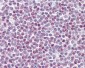 APOBEC3A Antibody (Internal)