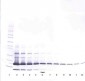 RETN / Resistin Antibody