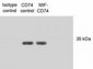 CD74 Antibody (clone PIN.1)