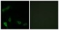 MARK2 Antibody (aa10-59)