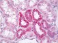 MARK2 Antibody (aa10-59)