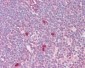 MYC / c-Myc Antibody (aa25-74)
