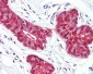 AKT1 + AKT2 + AKT3 Antibody (aa281-330)