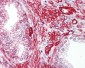 GAB2 Antibody (aa125-174)