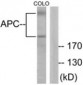 APC Antibody (aa2794-2843)
