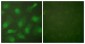 CSE1L Antibody (aa1-50)