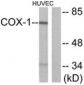 PTGS1 / COX1 / COX-1 Antibody (aa550-599)