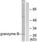 GZMB / Granzyme B Antibody (aa10-59)