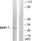 MMP7 Antibody (aa218-267)