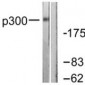 EP300 / p300 Antibody (aa1-50)