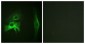 PAK1 Antibody (aa178-227)