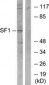 SF1 Antibody (aa48-97)