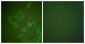 SNCB / Beta-Synuclein Antibody (aa85-134)