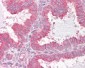 CD95 / FAS Antibody (aa281-330)