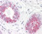 MAP2K1 / MEK1 Antibody (aa252-301)