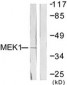 MAP2K1 / MEK1 Antibody (aa252-301)