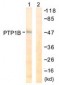 PTP1B Antibody (aa16-65)