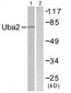 SAE2 / UBA2 Antibody (aa591-640)