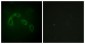 PAK1 Antibody (aa165-214)