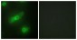 TNFSF13 / APRIL Antibody (aa151-200)