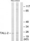 TNFSF13 / APRIL Antibody (aa151-200)