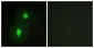 HNRNPC / HNRNP C Antibody (aa241-290)