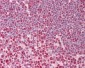 HNRNPC / HNRNP C Antibody (aa241-290)