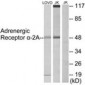 ADRA2A Antibody (aa331-380)