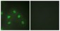 HNRNPL / hnRNP L Antibody (aa61-110)
