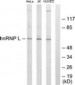 HNRNPL / hnRNP L Antibody (aa61-110)