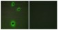 IGSF4C / CADM4 Antibody (aa339-388)