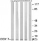 COX17 Antibody (aa1-50)