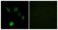 FGF18 Antibody (aa151-200)