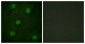 TP53 / p53 Antibody (aa283-332)