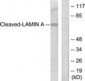 LMNA / Lamin A/C Antibody (aa181-230)