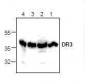 TNFRSF25 / DR3 Antibody