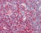 CFL1 / Cofilin Antibody (clone AF2C2)