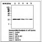 CFL1 / Cofilin Antibody (clone AF2C2)