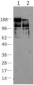 Nestin Antibody (clone 10C2)