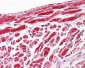 VDAC1 / PORIN Antibody (C-Terminus)