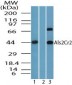 STRADB / ALS2CR2 Antibody (aa200-250)