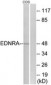 EDNRA / Endothelin A Receptor Antibody (aa378-427)