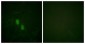 HNRNPD / AUF1 Antibody (aa49-98)