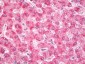 GSTK1 Antibody