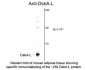 GSTK1 Antibody