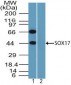 SOX17 Antibody (aa70-120)