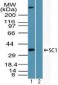 TCF19 / TCF-19 Antibody (aa259-274)